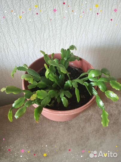 Комнатные цветы,Фикусы,Аглаонема,Денежное