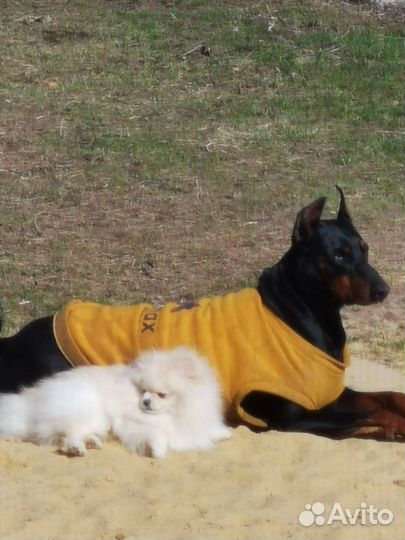 Мальчик шпица