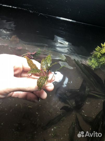 Аквариумные растения