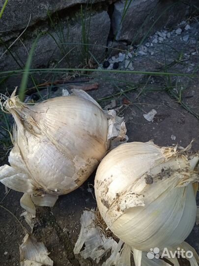 Чеснок для посадки