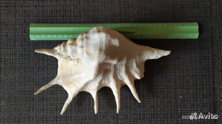 Большая ракушка Ропана