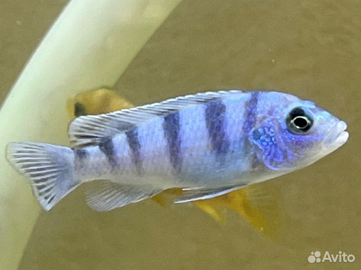 Рыбки цихлиды