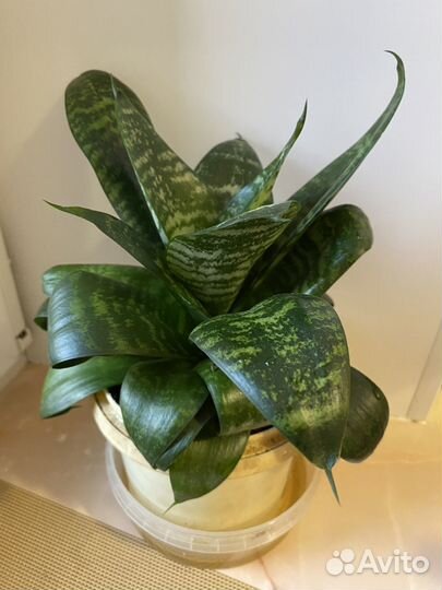 Сансевиерия зеленая 