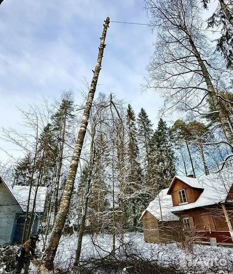 Спил Валка деревьев Обрезка веток Дробление пней