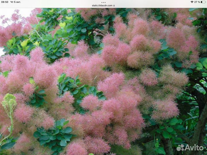 Скумпия кожевенная семена