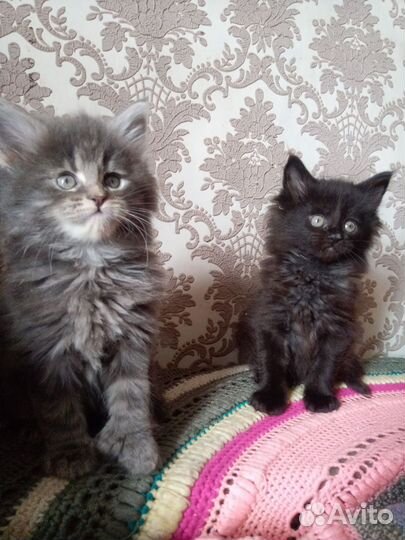 Котята полидакты