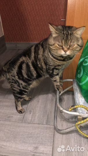 Ищем вислоухую невесту (вязка,случка)