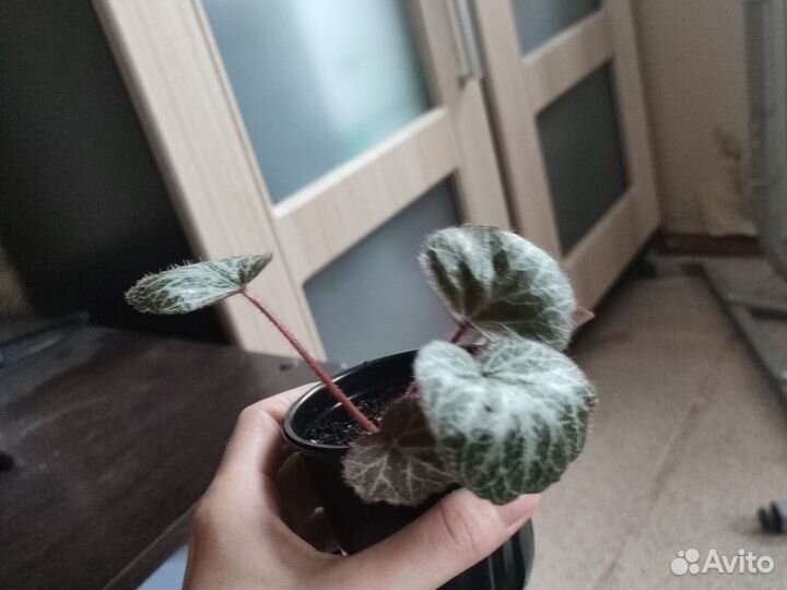 Камнеломка