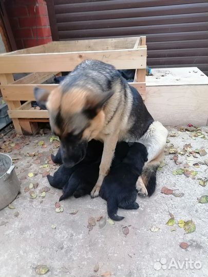 Щенки овчарки