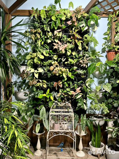 Комнатные растения