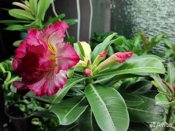 Адениум обессум