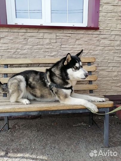 Сибирский хаски вязка