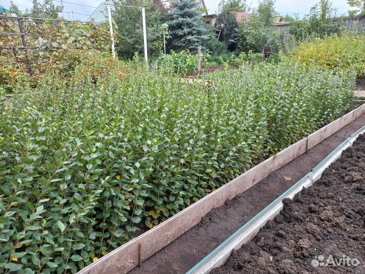 Тополь пирамидальный