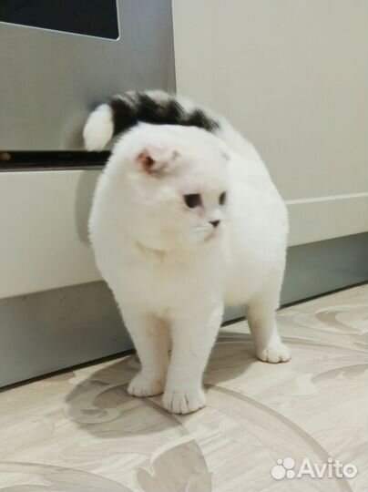 Шотландский вислоухий котик