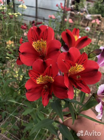 Доставка цветов опт.розница.букетов