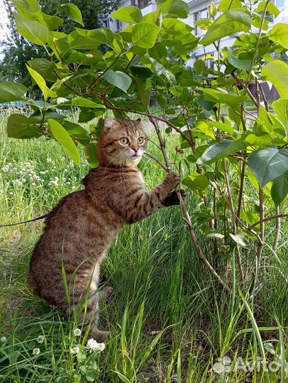 Отдам в добрые руки котят