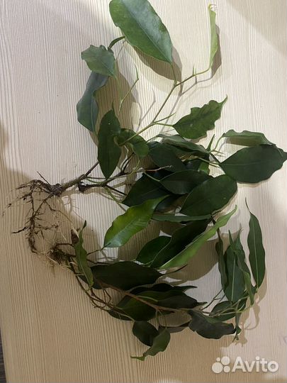 Фикус бенджамина