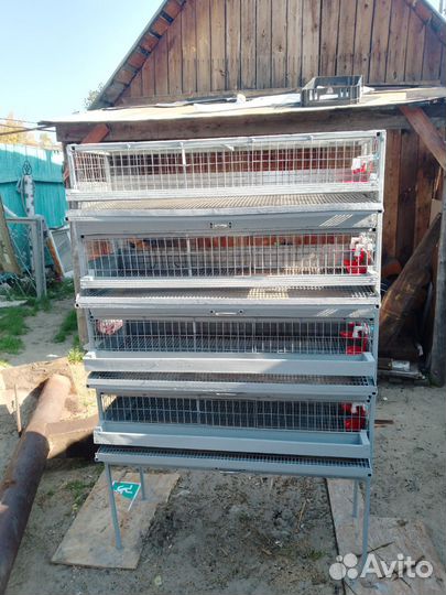 Клетка для перепелов