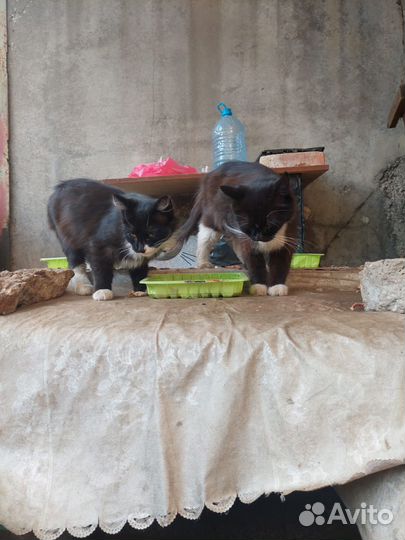 В поисках дома