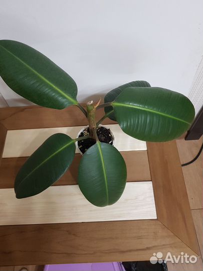 Фикус эластика Робуста