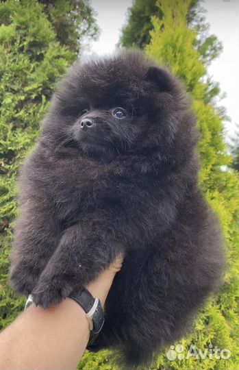 Померанский шпиц