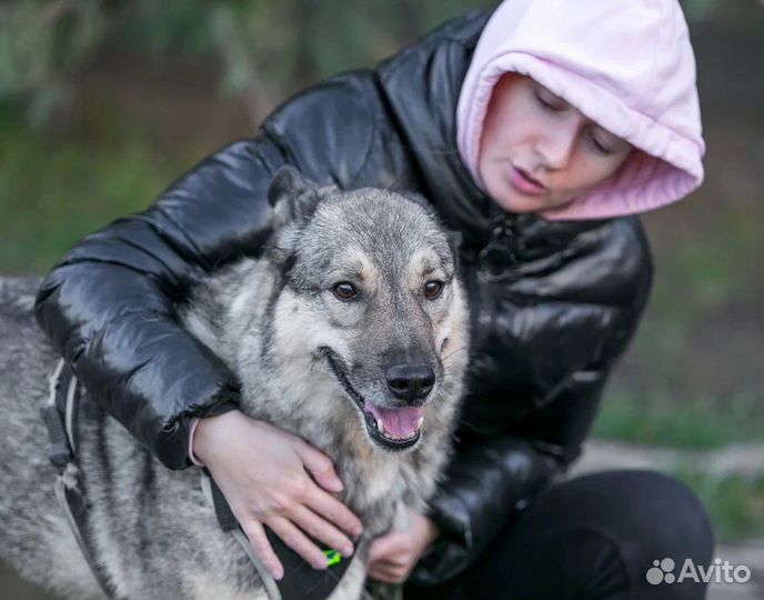 Ласковый, общительный Поль ищет дом