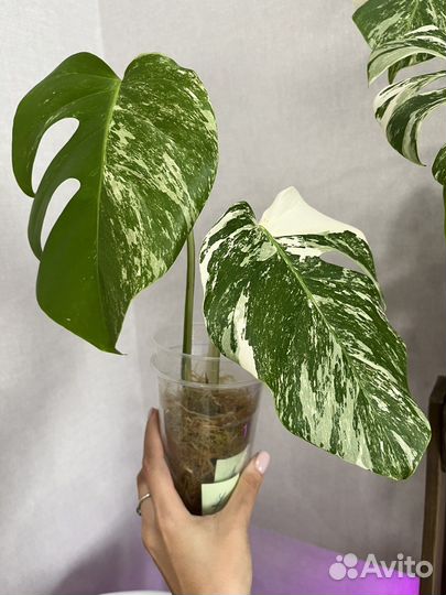 Монстера альба верхушка