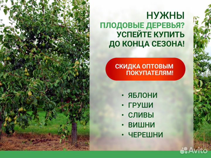 Саженцы деревьев плодовые
