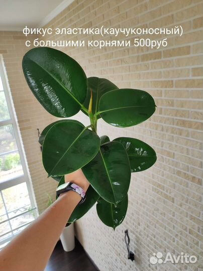 Сингониум, филодендрон, сциндапсус,диффенбахия