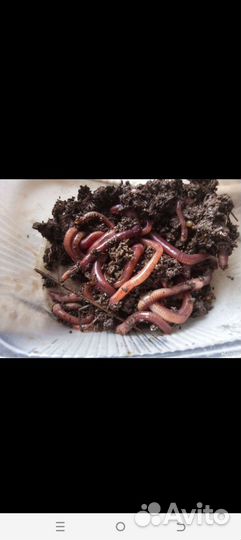 Черви навозные