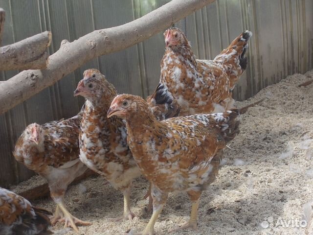 Куры породы ливенская ситцевая. Ленинградская порода. Ленинградская порода. Ленинградская порода. Загорская ситцевая.