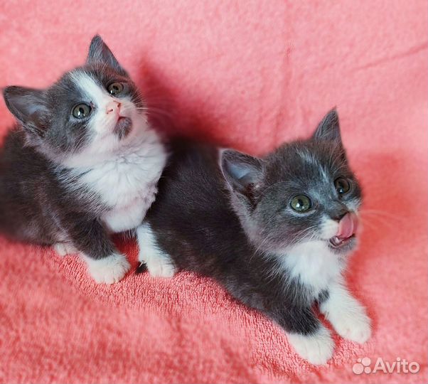 Котята девочки ищут человека