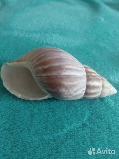 Ракушки морские большие