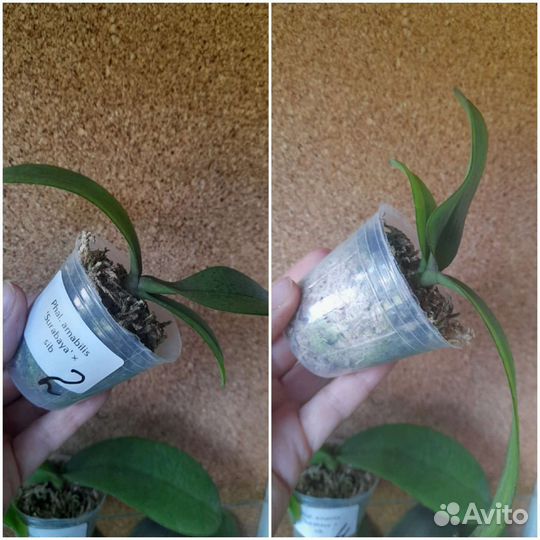 Phal. amabilis 'Surabaya'