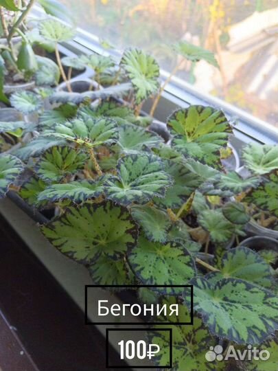 Комнатные цветы