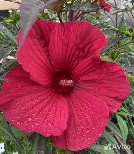 Гибискус травянистый