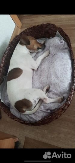 Домик для животных