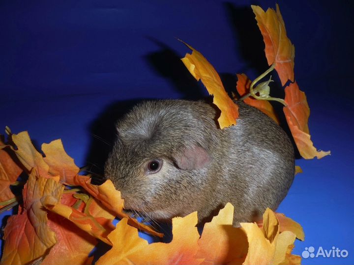 Морские свинки самцы