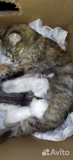 Котята в добрые руки