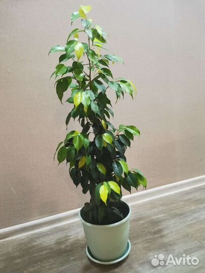 Фикус бенджамина