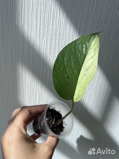 Эпипремнумы,филодендроны