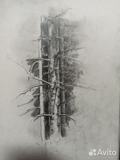 Зарисовка ели