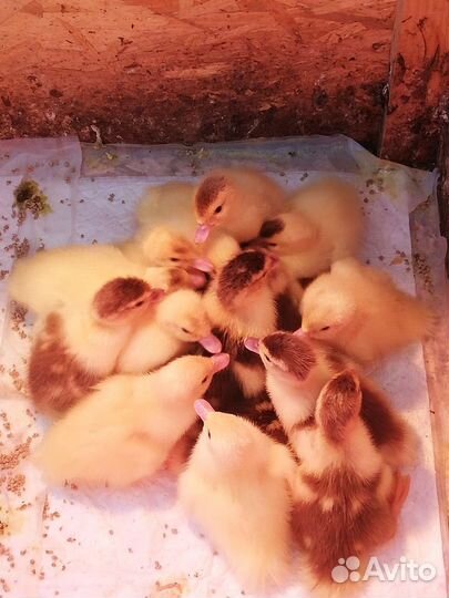 Мускусные утята индоутки шипуны домашние