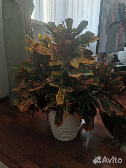 Кротон комнатный цветок