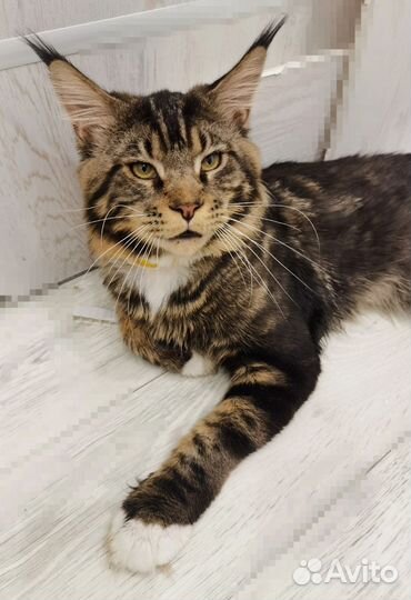 Вязка с котом мейн-куном