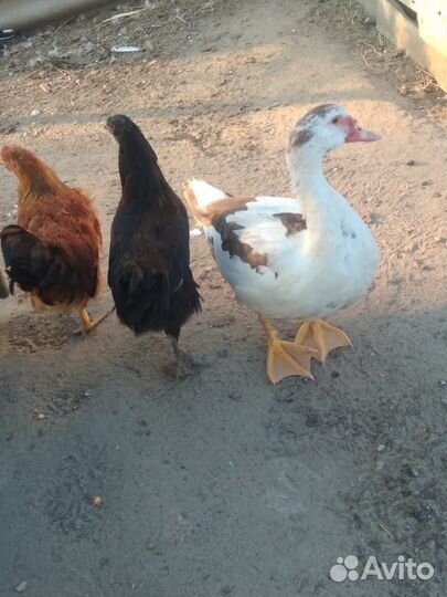 Домашняя птица