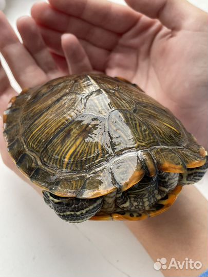 Красноухая черепаха с аквариумом