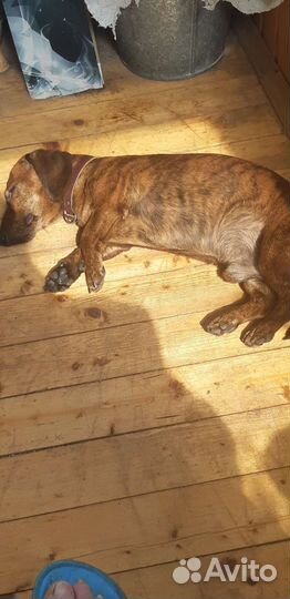 Вязка кобель такса