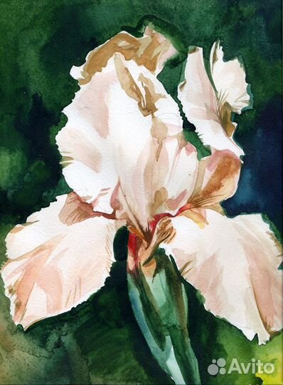 Ирис. Картины,акварель