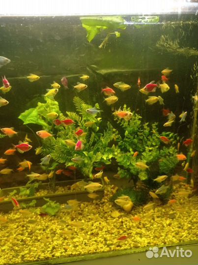 Аквариумные рыбки